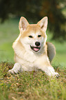 young Akita Inu