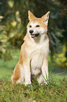 young Akita Inu