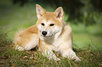 young Akita Inu