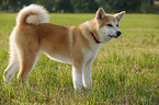 young Akita Inu