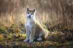 Akita Inu puppy