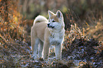 Akita Inu puppy