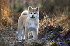 Akita Inu puppy