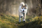 Akita Inu puppy