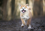 Akita Inu puppy