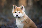 Akita Inu puppy