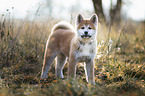 Akita Inu puppy