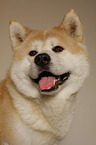 Akita Inu Portrait