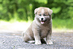 Akita Inu Puppy