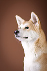 Akita Inu Portrait