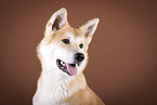 Akita Inu Portrait