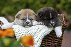 Akita Inu puppies in basket