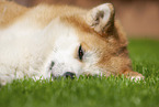 lying Akita Inu