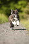 running Akita Inu puppy