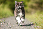 running Akita Inu puppy