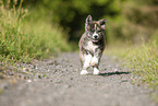 running Akita Inu puppy