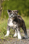 standing Akita Inu