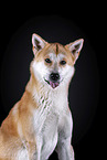 Akita Inu Portrait