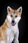 Akita Inu Portrait