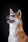 Akita Inu Portrait