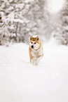 Akita Inu in winter