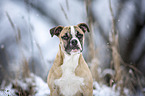 Alapaha Blue Blood Bulldog in the winter