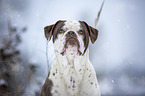 Alapaha Blue Blood Bulldog in the winter