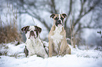 Alapaha Blue Blood Bulldog in the winter