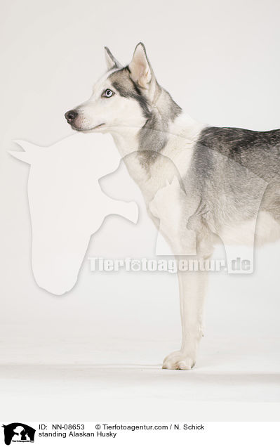 stehender Alaskan Husky / standing Alaskan Husky / NN-08653