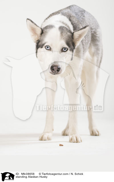 stehender Alaskan Husky / standing Alaskan Husky / NN-08658