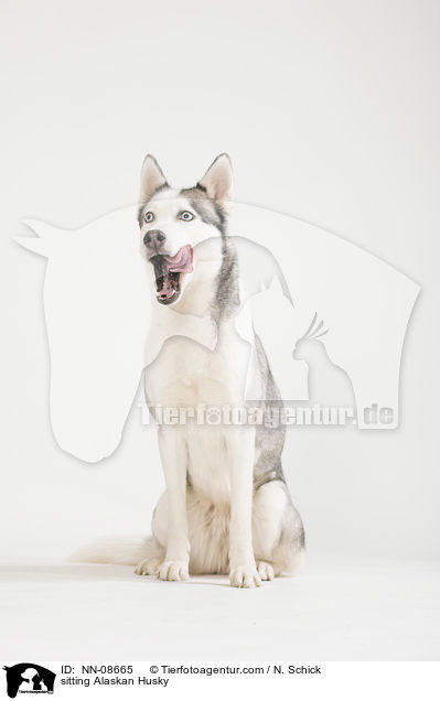 sitzender Alaskan Husky / sitting Alaskan Husky / NN-08665