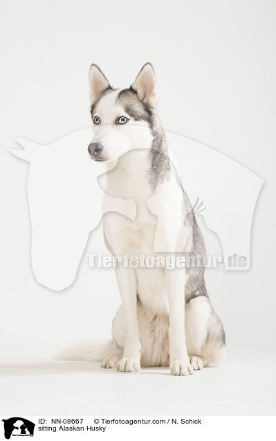 sitzender Alaskan Husky / sitting Alaskan Husky / NN-08667