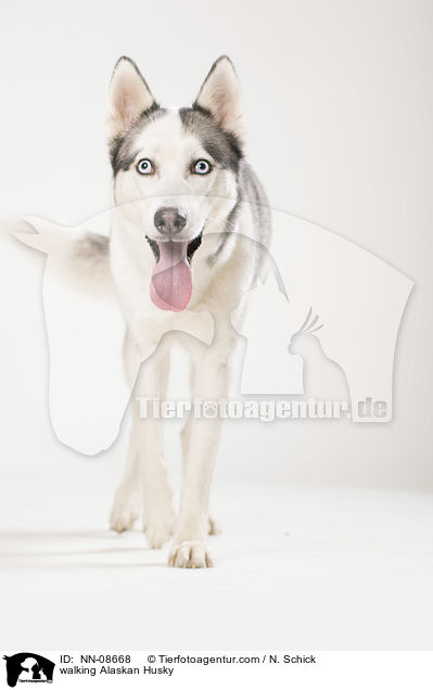 laufender Alaskan Husky / walking Alaskan Husky / NN-08668