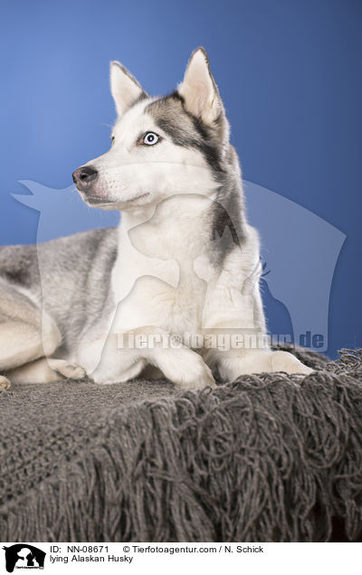 liegender Alaskan Husky / lying Alaskan Husky / NN-08671