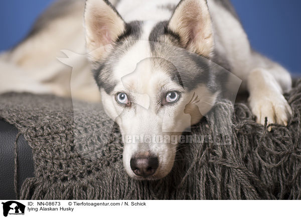 lying Alaskan Husky / NN-08673