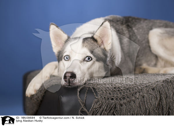 liegender Alaskan Husky / lying Alaskan Husky / NN-08684