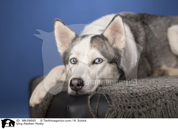 liegender Alaskan Husky / lying Alaskan Husky / NN-08685