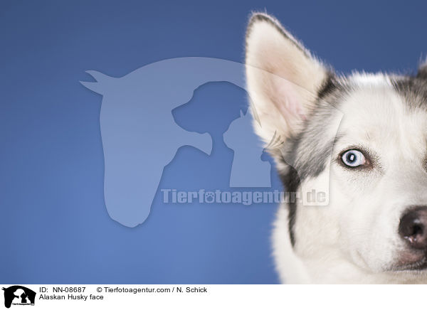 Alaskan Husky Gesicht / Alaskan Husky face / NN-08687