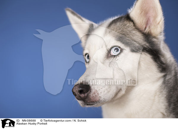 Alaskan Husky Portrait / Alaskan Husky Portrait / NN-08688