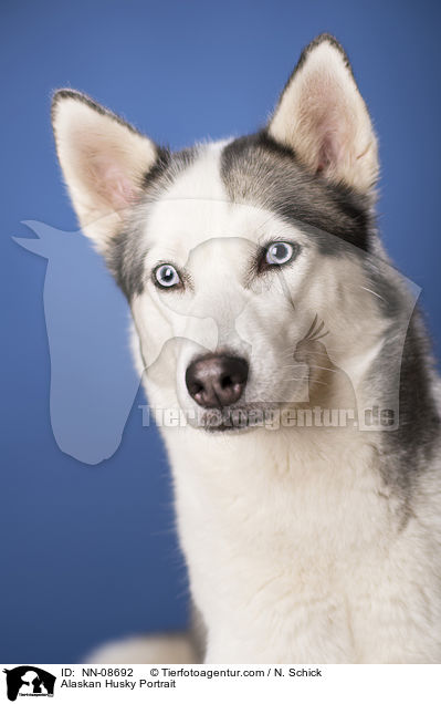 Alaskan Husky Portrait / Alaskan Husky Portrait / NN-08692