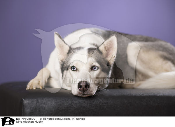 liegender Alaskan Husky / lying Alaskan Husky / NN-08699