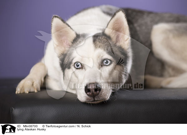 liegender Alaskan Husky / lying Alaskan Husky / NN-08700