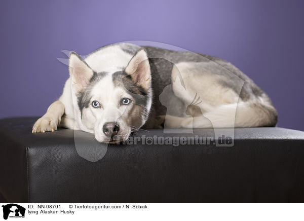 liegender Alaskan Husky / lying Alaskan Husky / NN-08701