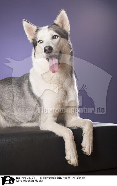 liegender Alaskan Husky / lying Alaskan Husky / NN-08704