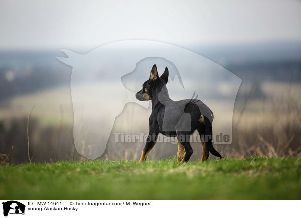 junger Alaskan Husky / young Alaskan Husky / MW-14641