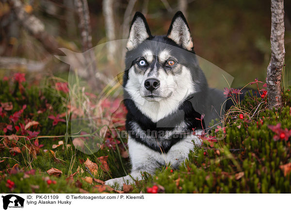 liegender Alaskan Husky / lying Alaskan Husky / PK-01109