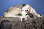 lying Alaskan Husky