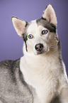 Alaskan Husky Portrait