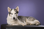 lying Alaskan Husky