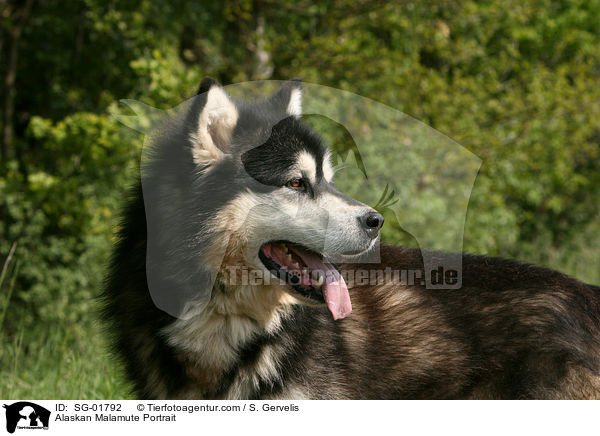 Alaskan Malamute Portrait / Alaskan Malamute Portrait / SG-01792